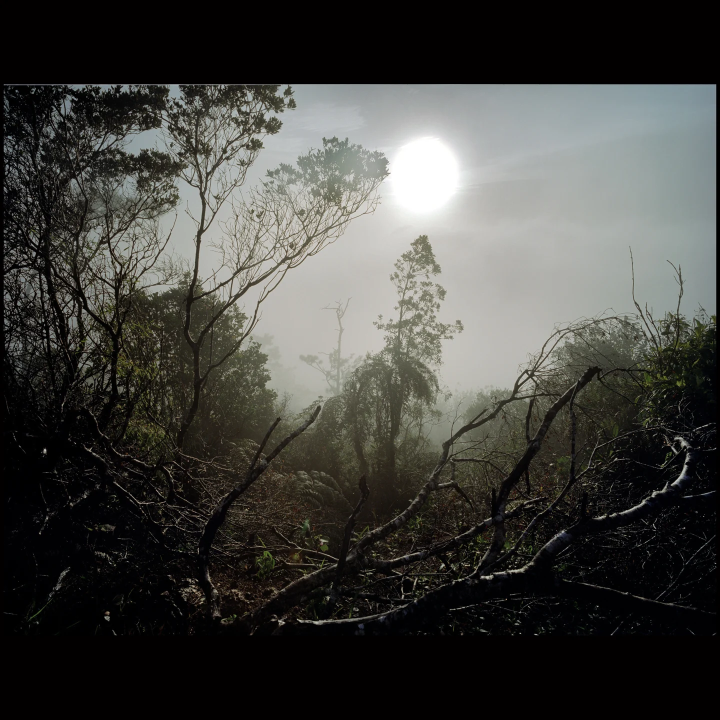 Pale sunlight breaks through a mist-filled landscape of tangled trees.