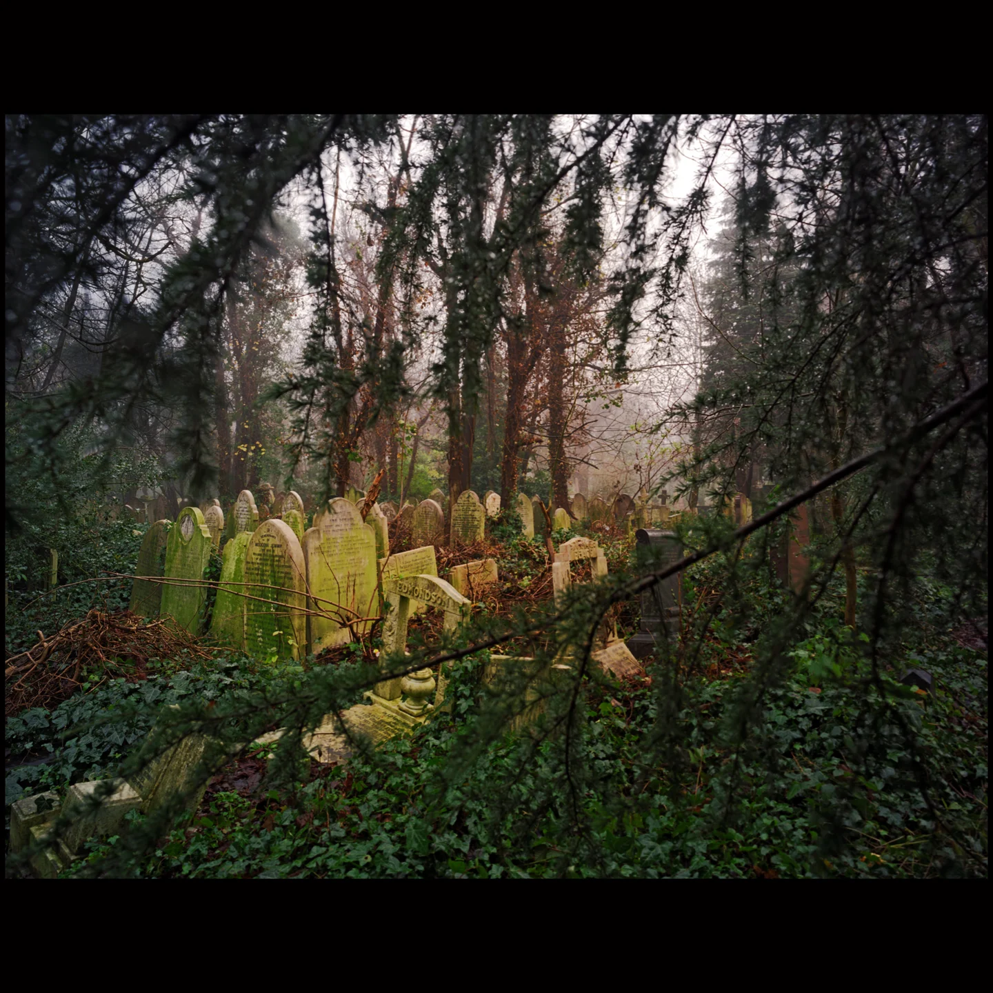 Forest undergrowth and pale upright forms among dark trees.